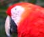 Copan Scarlet Macaw